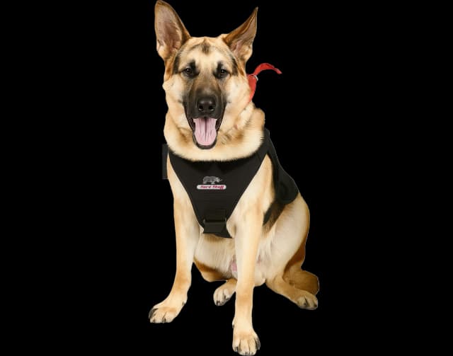 German Shepherd wearing Hard Shell K9 Ballistic Vest, offering chest and torso protection for working dogs.