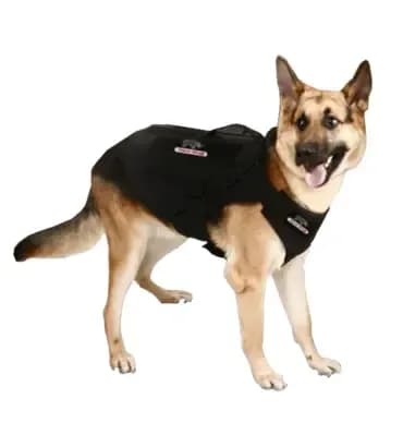 German Shepherd outfitted with Hard Shell K9 Ballistic Vest for tactical and operational canine safety.
